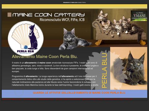 Allevamento Maine Coon